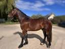 Gelding Welsh Pony (Section D), Welsh Cob For sale 2022 Bay