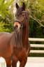 Gelding Westphalian  For sale 2016 Bay