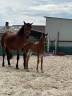Colt French Saddle Pony For sale 2025 Bay