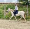 Mare No Origin Recorded For sale 2021 Grey