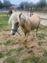 Filly Welsh Pony (Section B) For sale 2024 Palomino