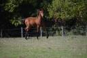 Filly Lusitano For sale 2025 Bay