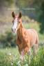 Colt Lusitano For sale 2023 Chesnut
