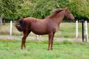 Mare No Origin Recorded For sale 2018 Liver chestnut