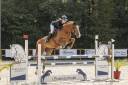Gelding Selle Français For sale 2016 Chesnut