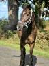Gelding French Trotter For sale 2020 Black