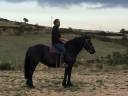 Mare Mérens For sale 2016 Black