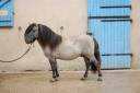Stallion Shetland Pony For sale 2019 Steel Grey