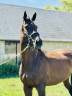 Mare English Thoroughbred For sale 2018 Dark Bay