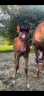 Filly Selle Français For sale 2025 Bay