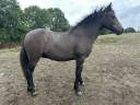 Gelding Dartmoor For sale 2024 Grey