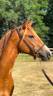 Mare French Saddle Pony For sale 2022 Chesnut
