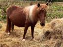 Broodmare Shetland Pony For sale 2015 Coloured