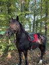 Mare Other Pony Breed Part-Livery 2014 Dark Bay