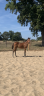 Filly French Saddle Pony For sale 2025 Bay