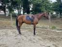 Gelding No Origin Recorded For sale 2017 Bay