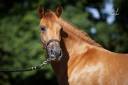 Mare PRE Pure Spanish Bred For sale 2022 Chesnut
