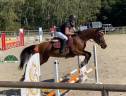 Gelding Selle Français For sale 2021 Bay