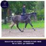 Gelding Thoroughbred For sale 2022 Grey
