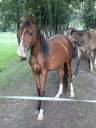 Gelding Other Pony Breed For sale 2023 Bay