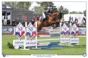Gelding Selle Français For sale 2019 Bay