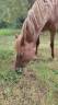 Broodmare French Saddle Pony For sale 2015 Chesnut