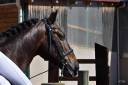 Gelding PRE Pure Spanish Bred For sale 2012 Dark Bay