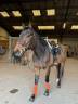 Gelding Thoroughbred For sale 2018 Dark Bay