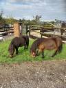 Mare Shetland Pony For sale 2009 Bay