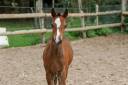 Colt Welsh Part Bred For sale 2025 Bay