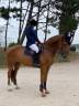 Mare Selle Français For sale 2013 Chesnut