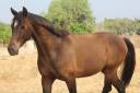 ✨Beautiful European-anglo-arab for sale✨