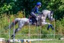 Gelding Connemara For sale 2014 Grey