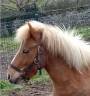 Gelding Shetland Pony For sale 2022 Coloured