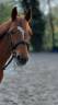 Mare French Saddle Pony For sale 2014 Chesnut