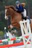 Gelding Selle Français For sale 2013 Chesnut