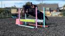 Gelding Irish Sport Horse For sale 2011 Bay
