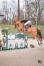 Gelding Selle Français For sale 2017 Chesnut