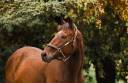 Gelding Thoroughbred For sale 2022 Bay