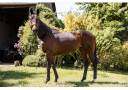 Gelding Thoroughbred For sale 2018 Bay
