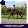 Gelding Thoroughbred For sale 2021 Bay