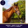 Mare Thoroughbred For sale 2023 Chesnut