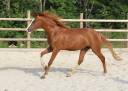 Mare Mecklenburger For sale 2022 Chesnut