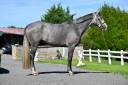 Gelding BWP Belgian Warmblood For sale 2022 Grey