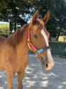 Gelding Oldenburg For sale 2024 Chesnut