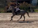 Mare French Saddle Pony For sale 2020 Grey