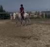 Gelding Other Pony Breed For sale 2022 Grey