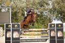 Mare BWP Belgian Warmblood For sale 2019 Bay