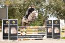 Gelding Zangersheide For sale 2020 Grey