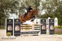 Mare BWP Belgian Warmblood For sale 2021 Bay